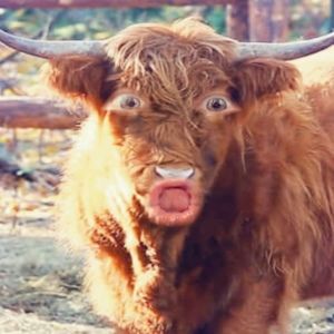 Meet your Posher, Dennis